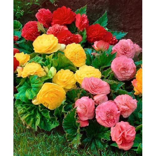 Hạt giống Hoa Thu hải đường kép mix 5 hạt