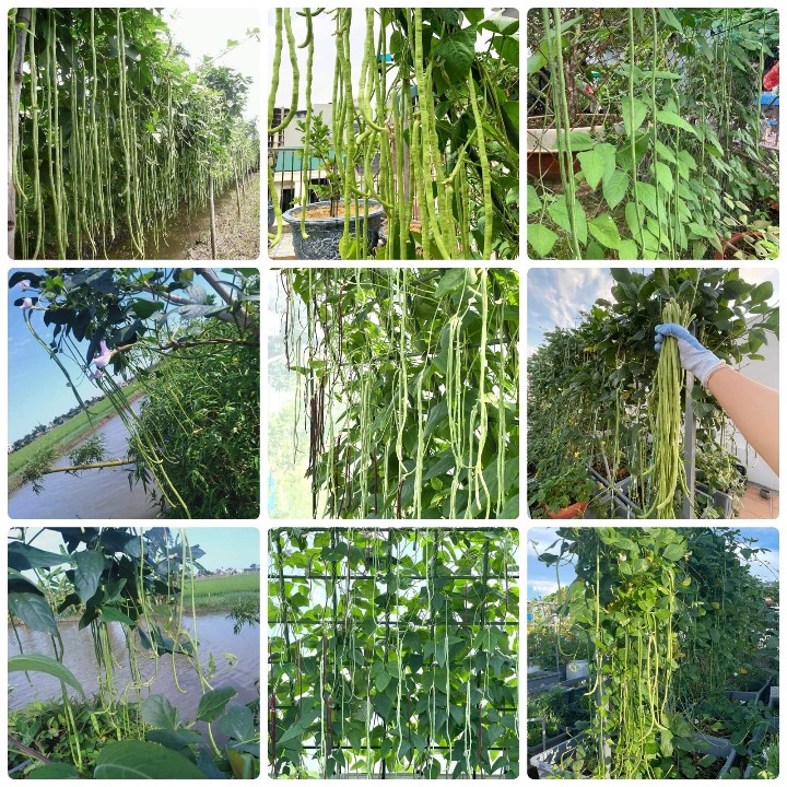 Hạt giống Đậu đũa cao sản hạt đen gói 20gr