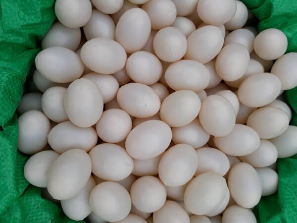 TRỨNG GIẢ CHO CHIM BỒ CÂU