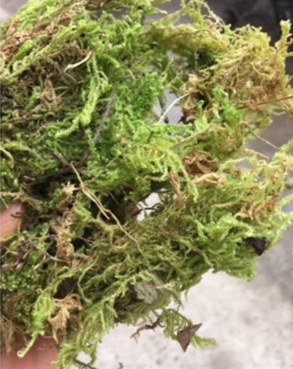 1 túi Rêu rừng phơi khô đóng gói