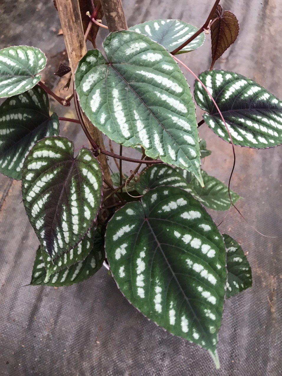 Cây hồ đăng - Rex begonia Vine.