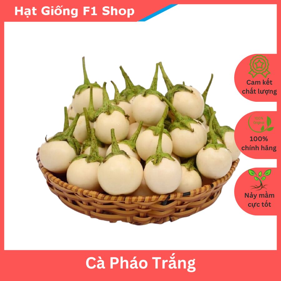 Hạt Giống Cà Pháo Trắng Sai Trái