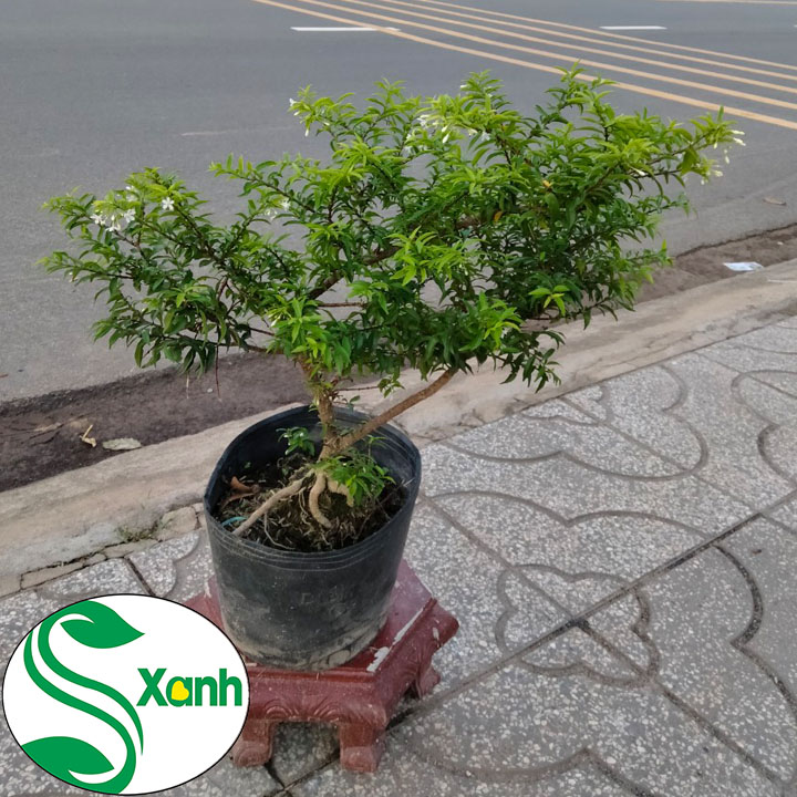 Cây Mai Chiếu Thủy