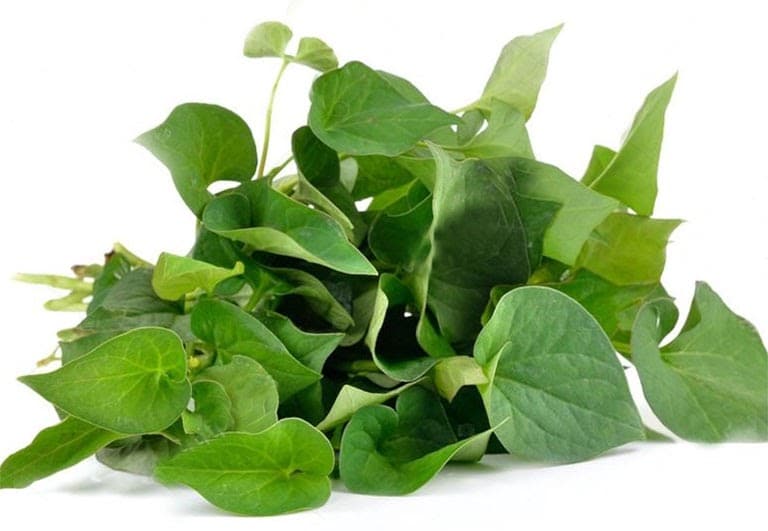 CÂY RAU DIẾP CÁ - BẦU CÂY GIỐNG NHIỀU THÂN