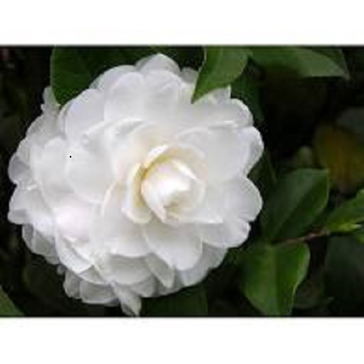 CÂY HOA HẢI ĐƯỜNG TRẮNG