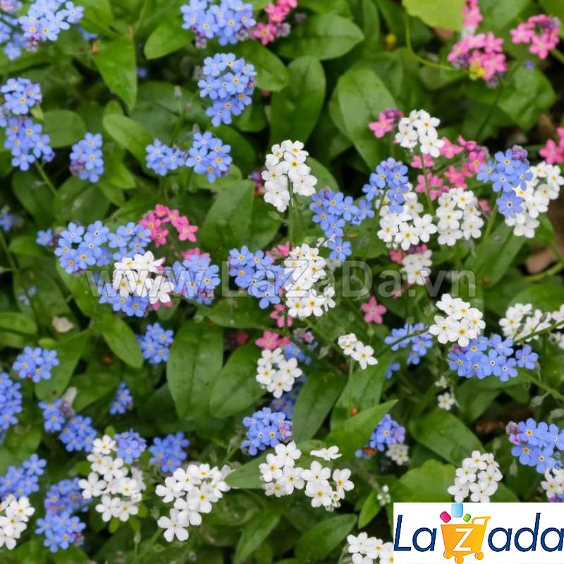 10gr 2000.hạt hạt giống hoa lưu ly forget me not mix
