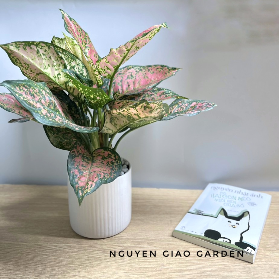 Cây vạn lộc chậu sứ, cây phong thủy may mắn dễ chăm sóc