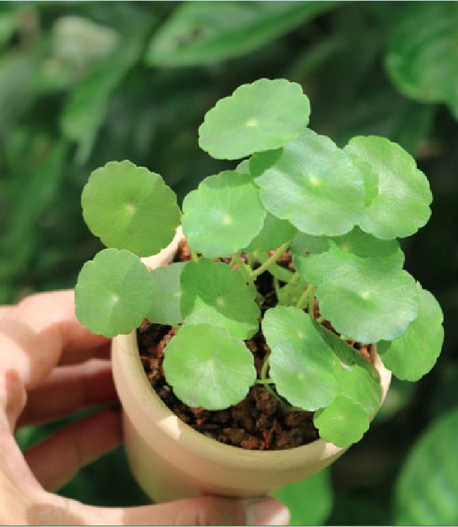 Hạt giống cây cỏ đồng tiền - 50 hạt/gói
