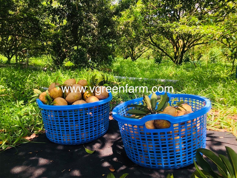 CÂY GIỐNG SAPO MEXICO
