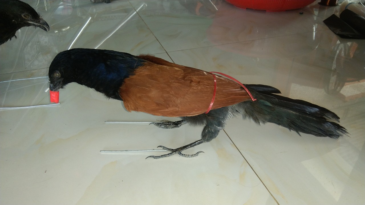 bịp nhồi keo , chim bip mồi