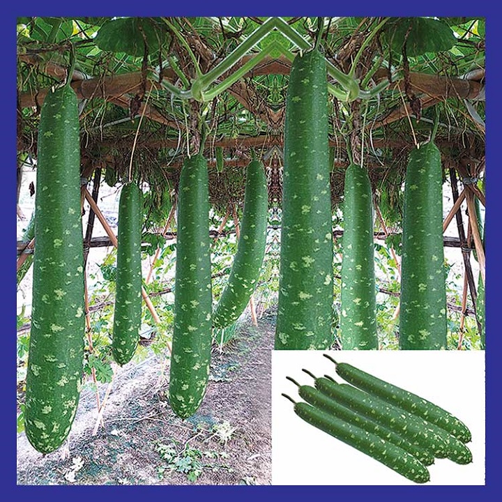 Hạt giống Bầu Sao quả dài cao sản
