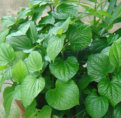 Hạt giống cây lá lốt - 1 gói 10 hạt