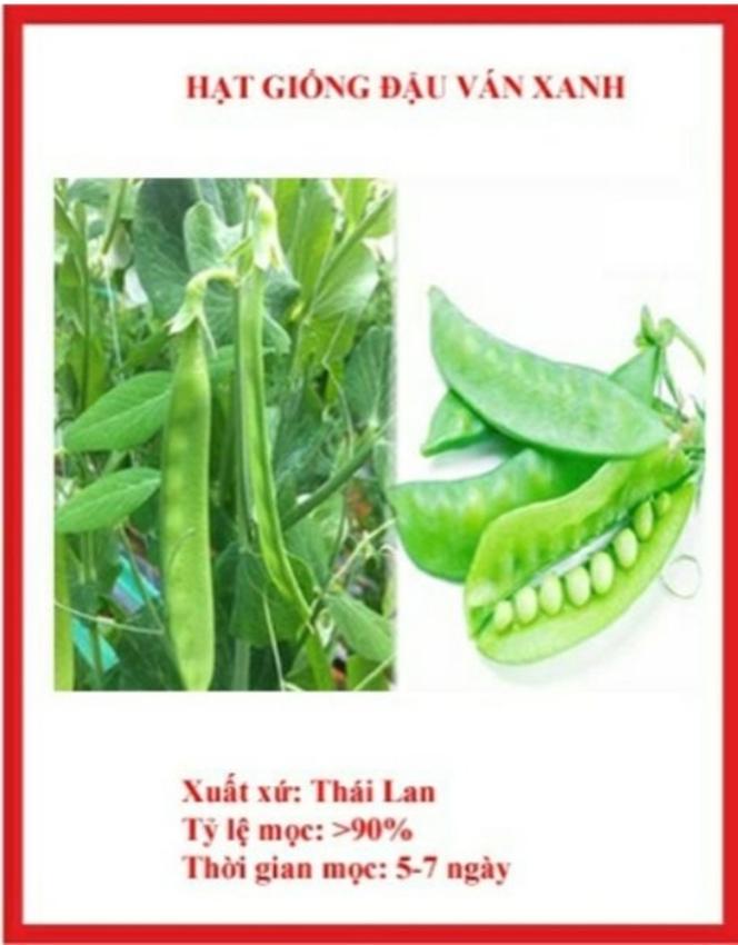 Hạt Giống Đậu Ván Xanh