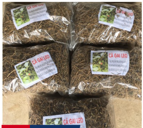 Cà gai leo khô 1kg GT020