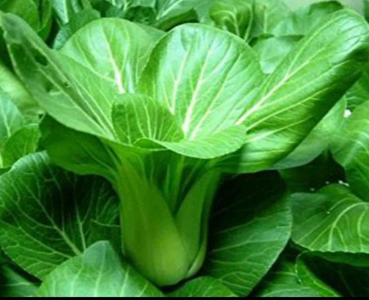 HẠT GIỐNG CẢI THÌA CAO SẢN 20GR