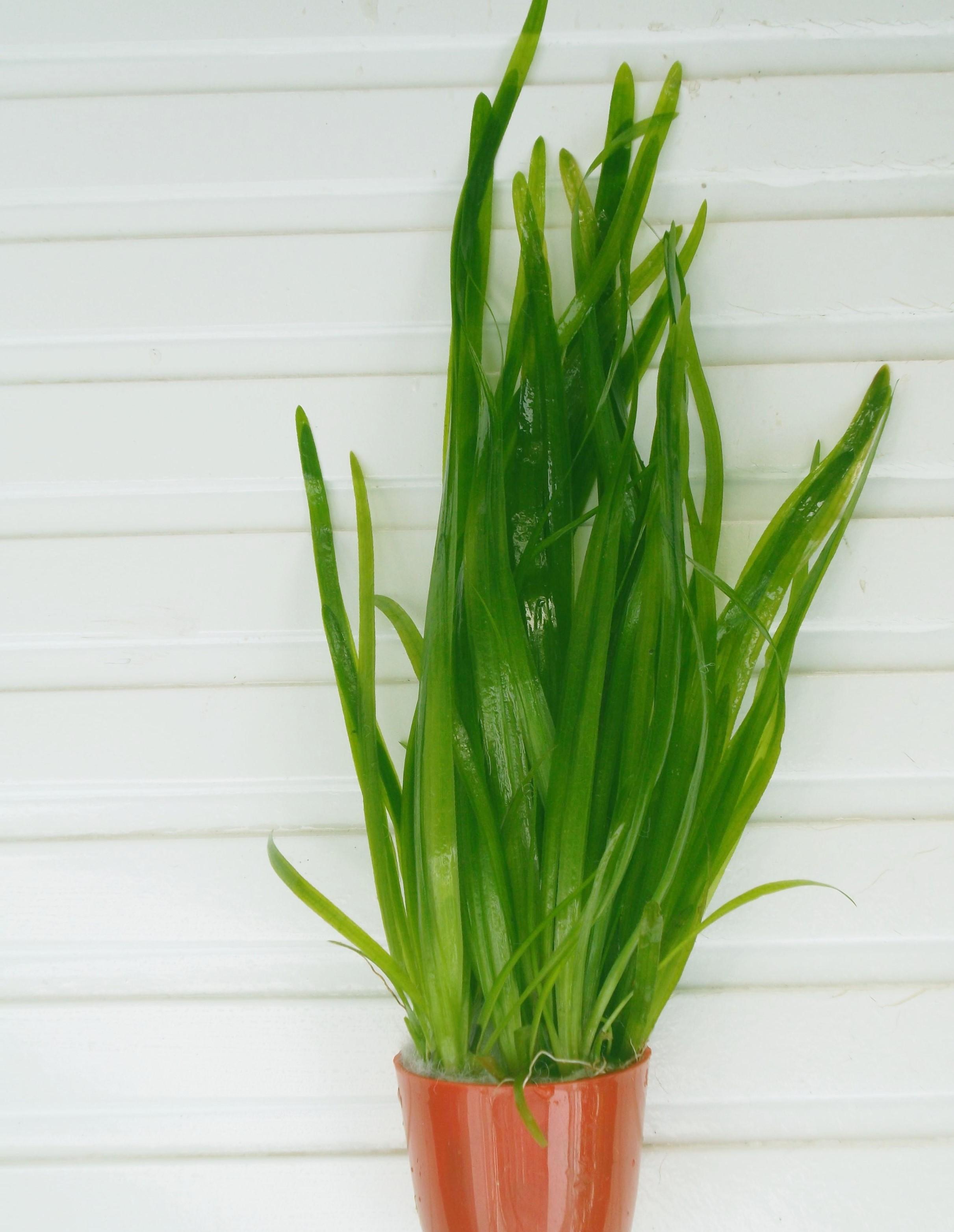 Hae Thang - Vallisneria Americana (12 Plants)