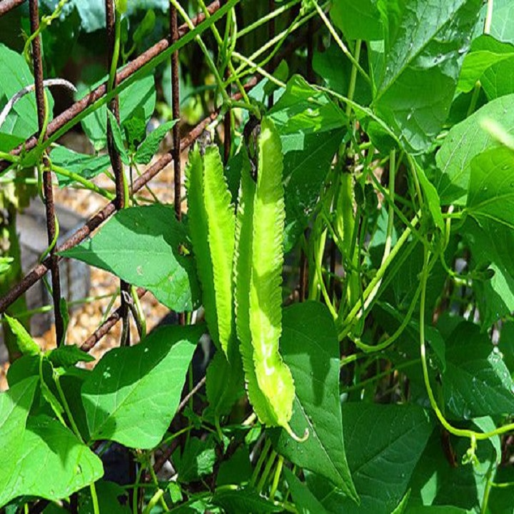 Hạt giống Đậu Rồng ( đậu khế)