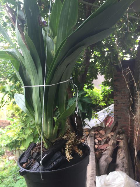 lan vũ nữ cá m.ập, chậu trưởng thành, hoa từ tháng 8 tới tết, nở hoa 3 lần liên tiếp