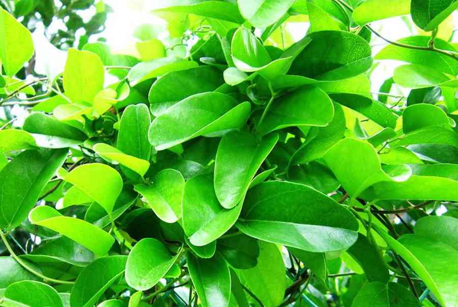 Hạt Giống Sương Sâm Lá Trơn (20H) (ECO.583)