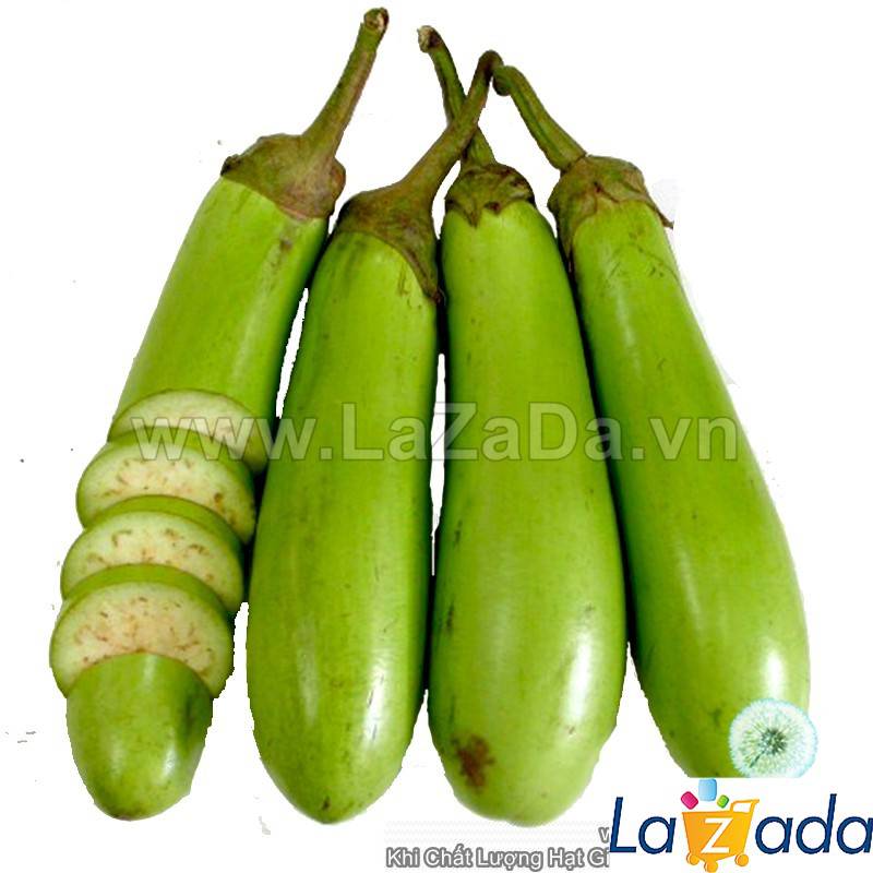 0.5Gr Hạt Giống Cà Xanh Mỡ Dài (B1.102| B28*X44*M214)