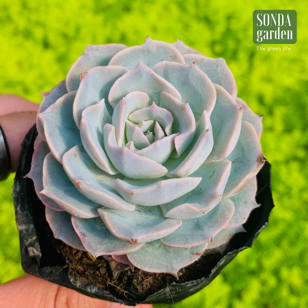 SEN ĐÁ HỒNG PHẤN SIZE BÉ SIÊU KHOẺ ĐẸP LỖI 1 ĐỔI 1
