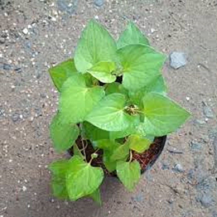 CÂY GIỐNG RAU DIẾP CÁ