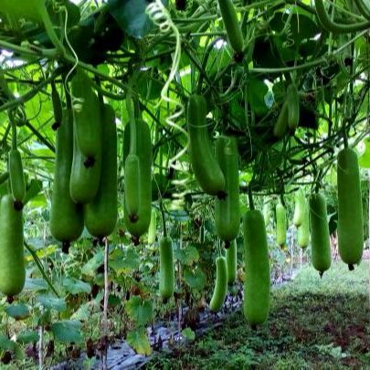 Hạt Giống Bầu Sao F1 Siêu Trái (2gr)