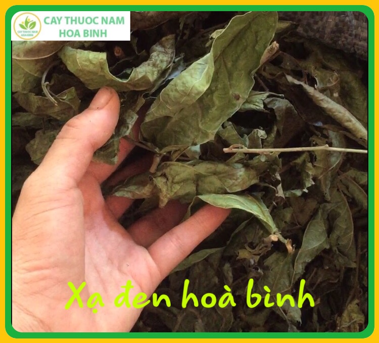 [GIÁ TẠI VƯỜN] 1kg Cây xạ đen Hòa Bình (xanh, khô, sạch, thơm)