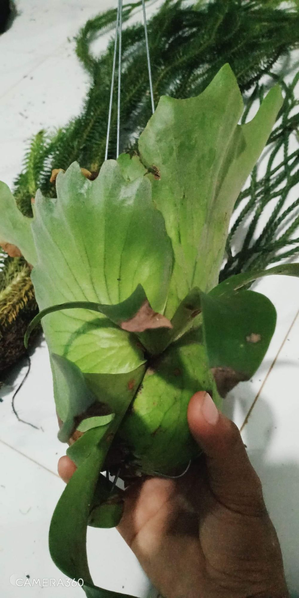 cây ổ rồng