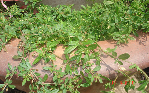 Hạt giống rau đắng đất - (Gói 0.1gram)
