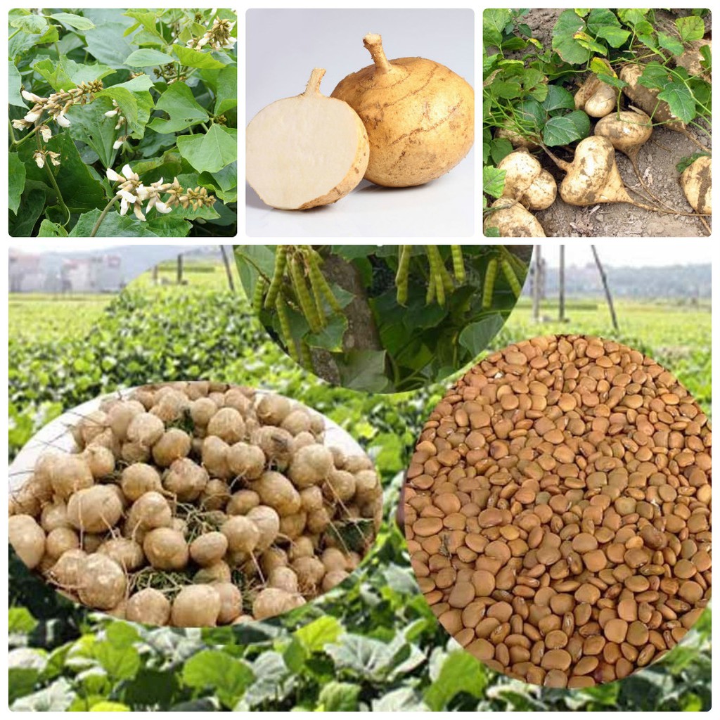 Hạt giống củ đậu cao sản  - gói 30 hạt