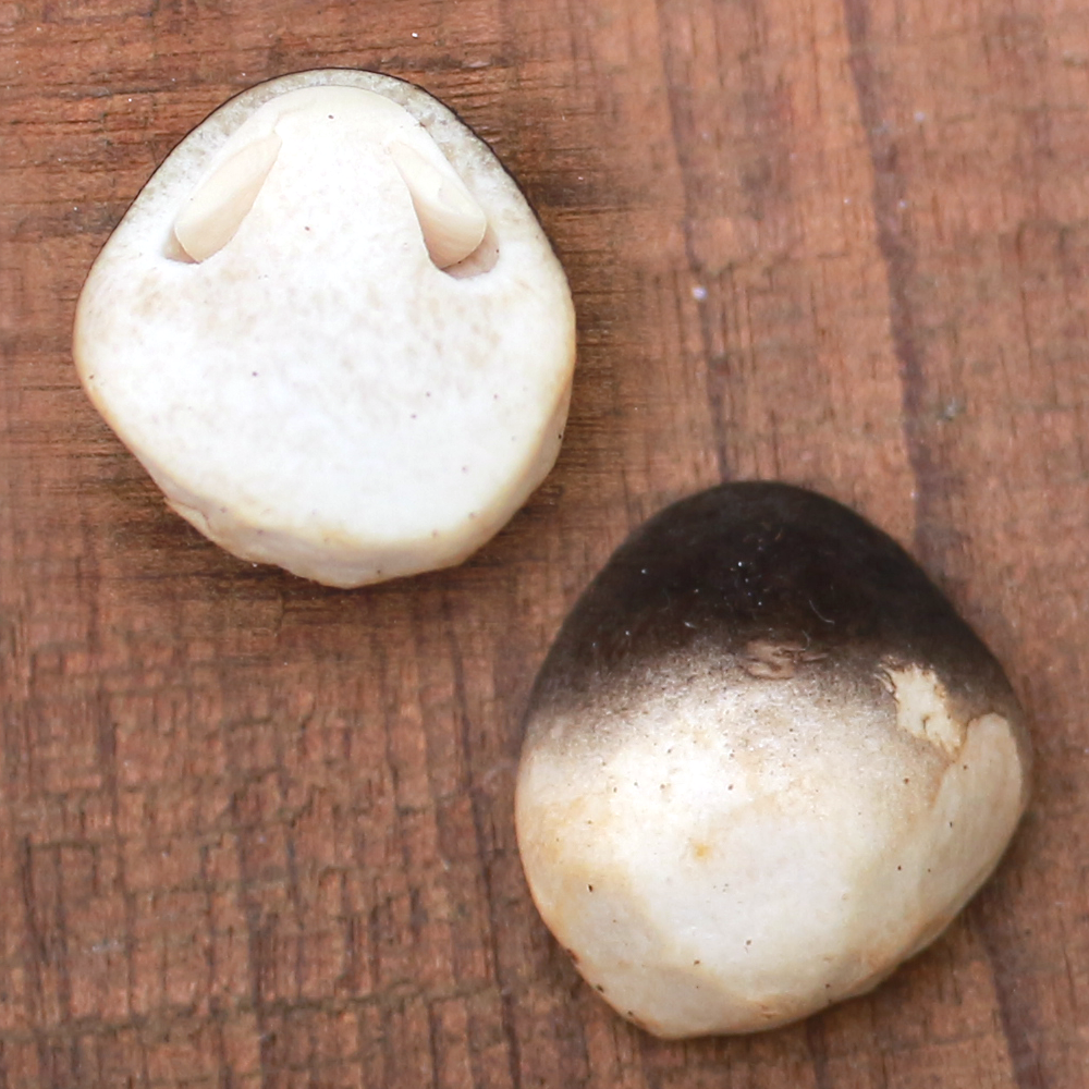 MycoBOX Straw Mushroom Spawn 2kg