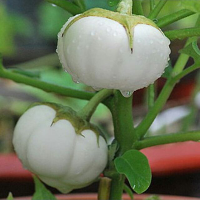 Hạt giống cà dĩa trắng gói 1gr