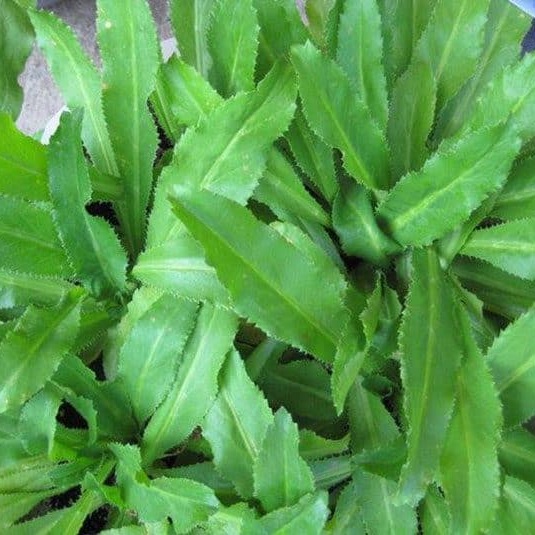 Hạt giống ngò gai - ngò tàu - mùi tàu PTP64 | Phởms Market