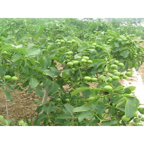Cây giống óc chó ghép_trung tâm cây giống eakmat tây nguyên