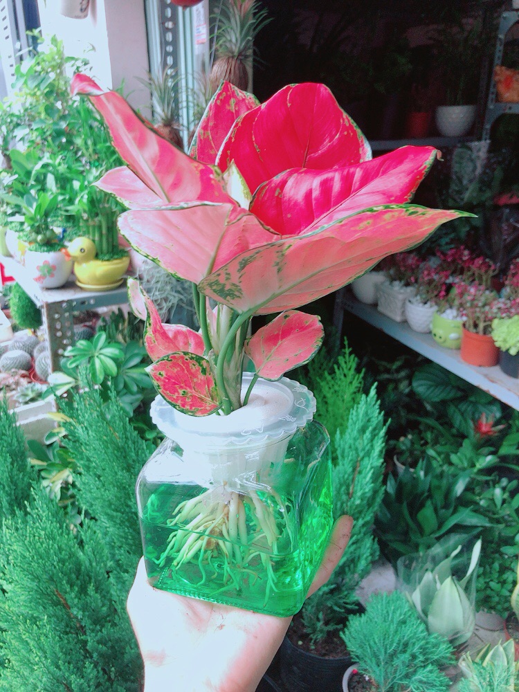 [HCM]Chậu Cây Vạn Lộc Thuỷ Sinh