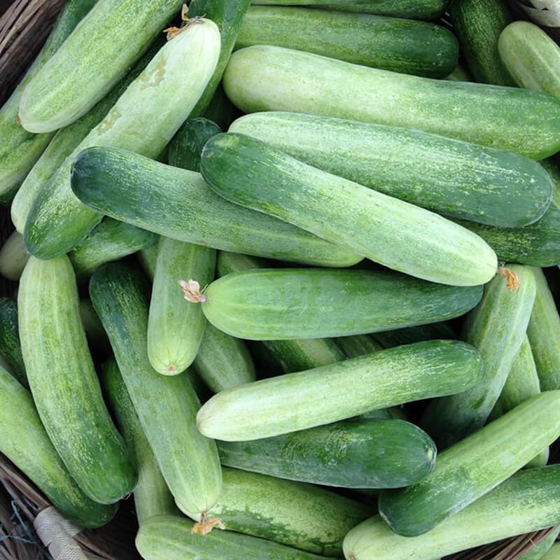 Dưa Leo 1kg