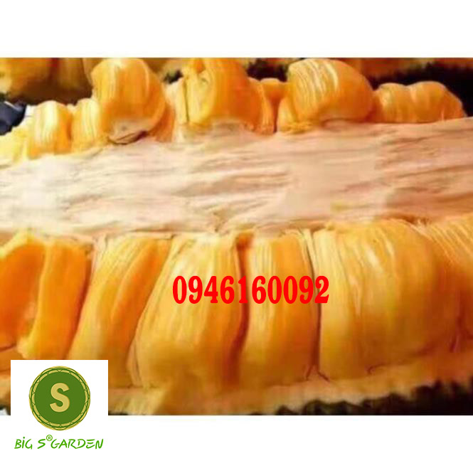 Cây Giống Mít Mơ, Cây to khỏe