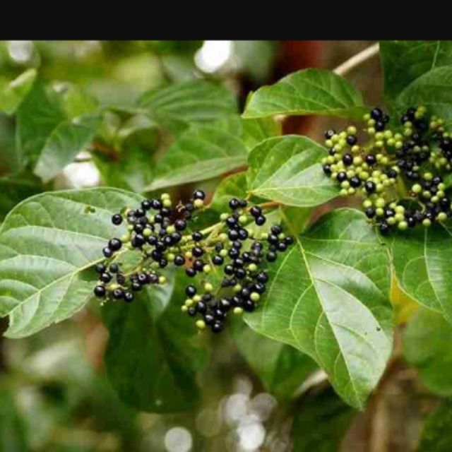 "Gói 20 "Hạt Giống Lá Cách Vọng Cách [Seeds]
