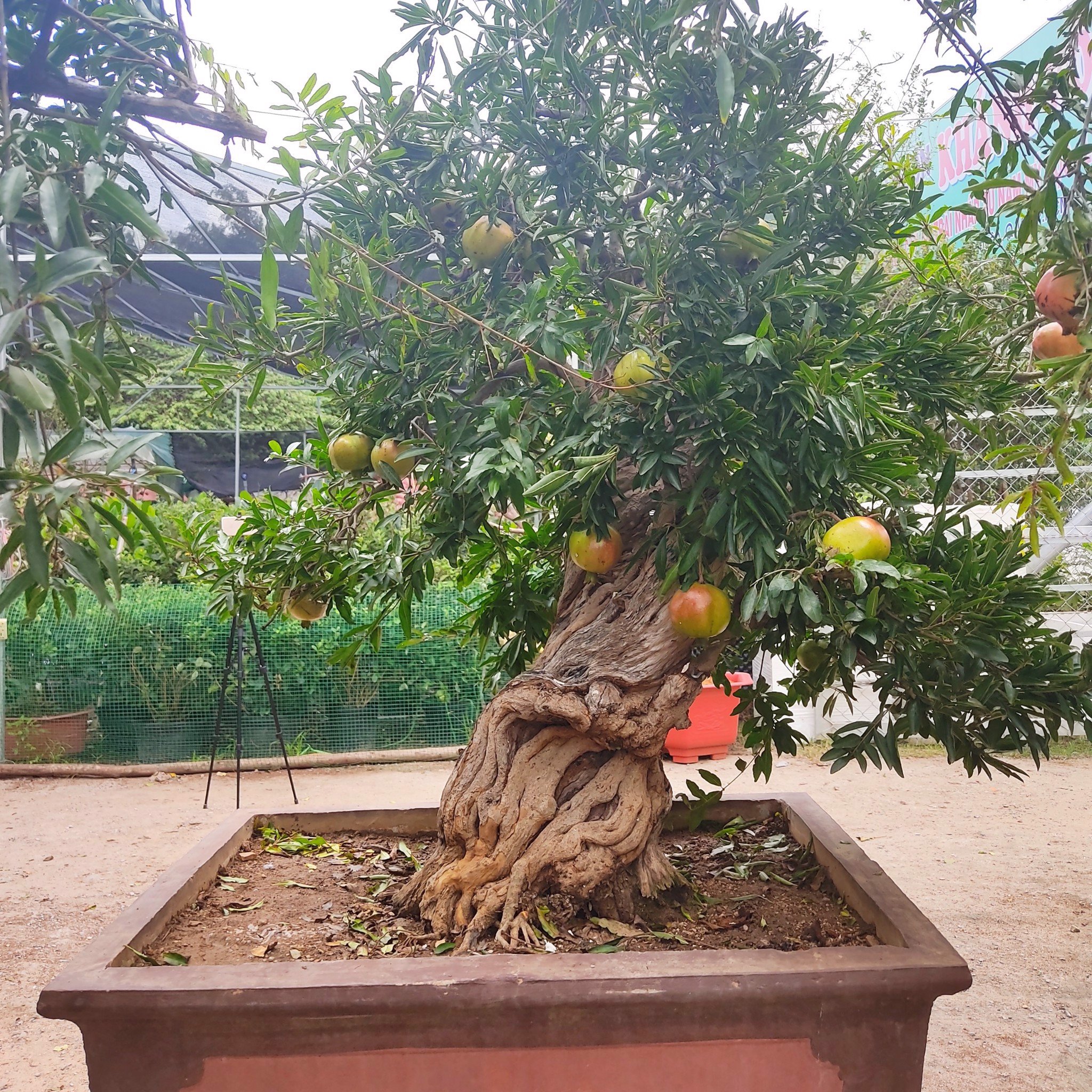 CÂY GIỐNG LÊKIMA ( CÂY TRỨNG GÀ )