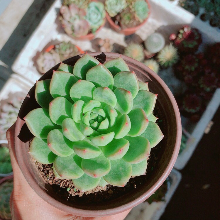 Chậu sen đá bánh bao xanh