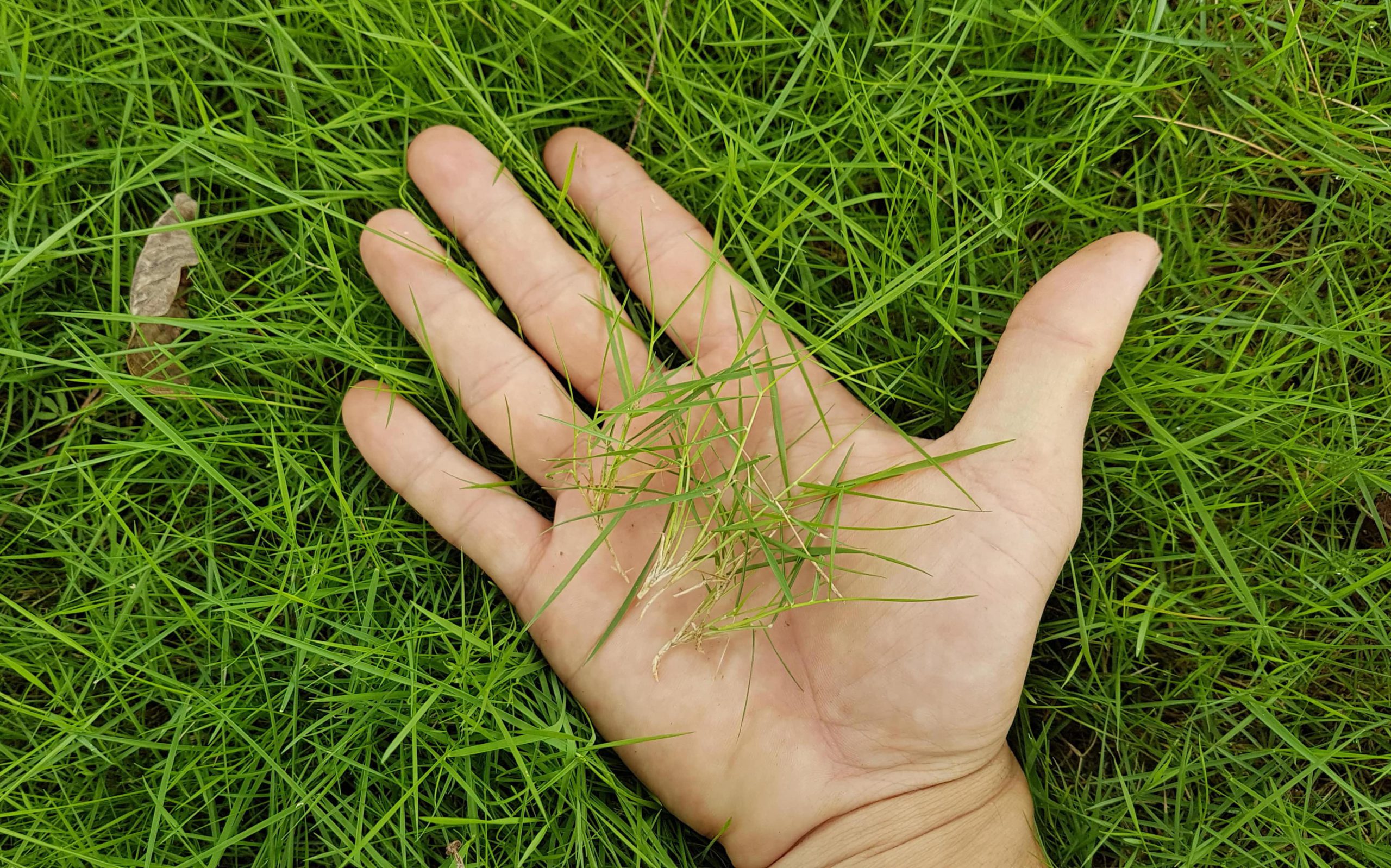 Hạt Giống Cỏ Nhung Nhật Gói 100 hạt