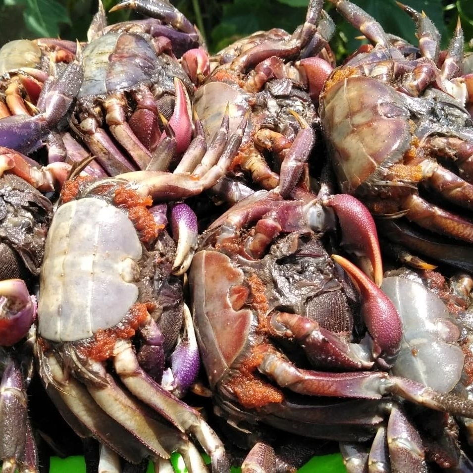MẮM BA KHÍA NGUYÊN CON 500GR - Long Thái