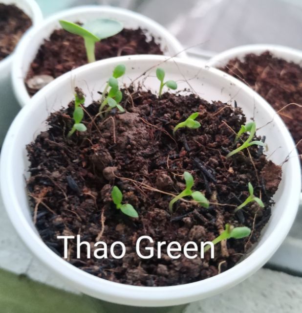 500 Hạt - Cúc Bất Tử Mix Màu