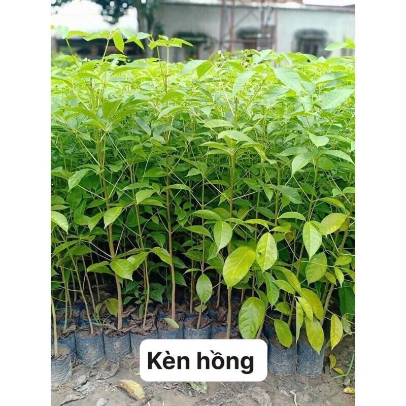 Cây giống kèn hồng mua 4 tặng 1