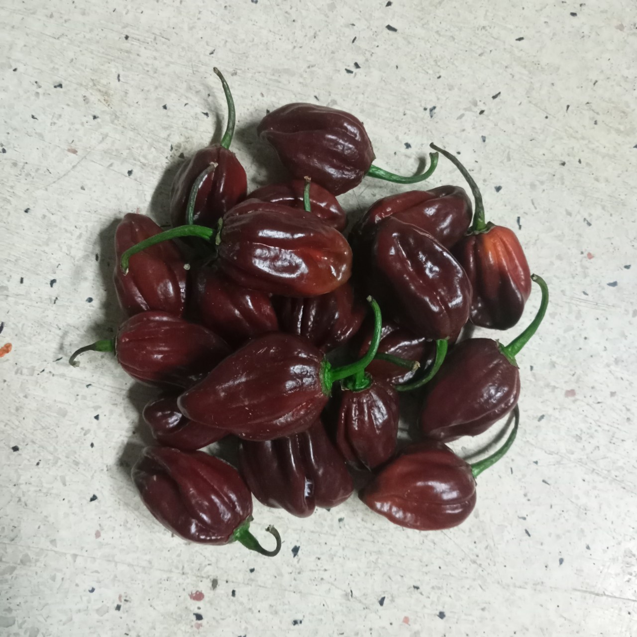 Combo 10 Hạt Ớt Habanero ( Red, Chocolate )
