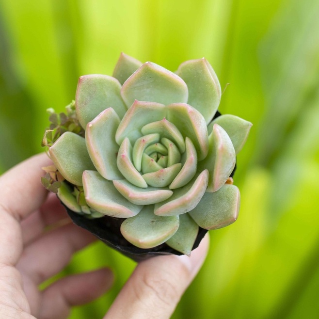Sen đá kim lam 3-5cm - Vườn sen đá