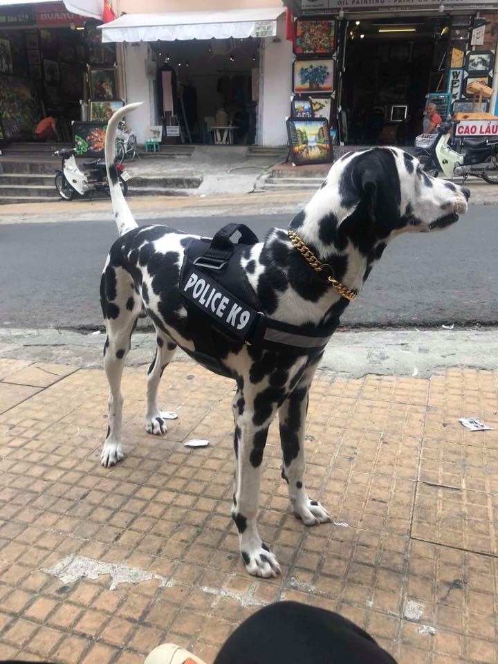 Đai lưng, dây yếm dắt chó police k9 viền phản quang