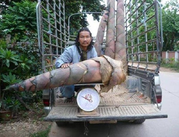Cây TRE KHỔNG LỒ THÁI LAN