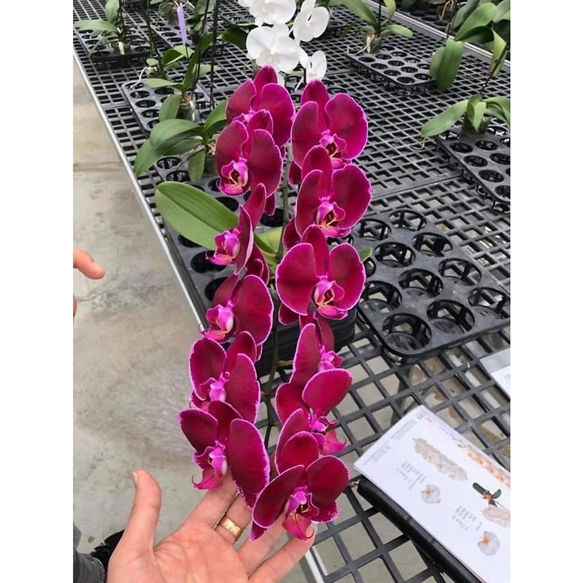 HOA LAN HỒ ĐIỆP CÂY đẹp cốc 2.8